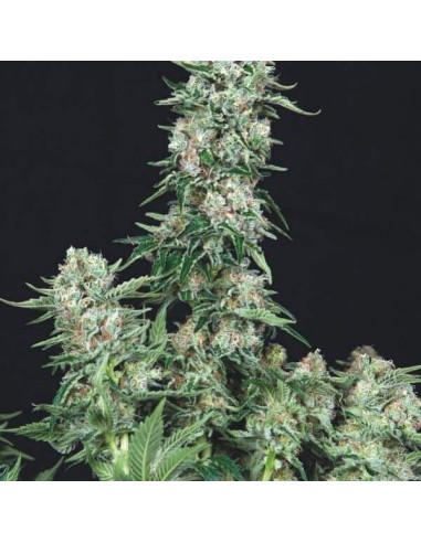 Trikoma Seeds - Usa Stains - American Cookies Femminizzata - 5 Semi