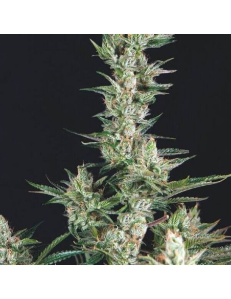 Trikoma Seeds - Usa Stains - OG Confidential Femminizzata - 5 Semi