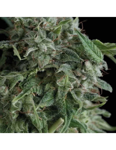 Trikoma Seeds - Ak 74 Femminizzata - 5 Semi Trikoma Seeds - Ak 74 Femminizzata - 5 Semi