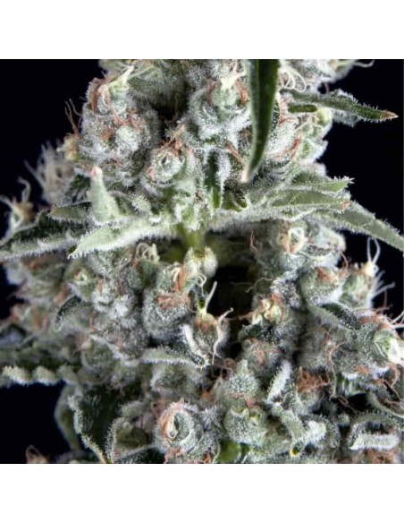 Trikoma Seeds - Boca Negra Femminizzata - 5 Semi