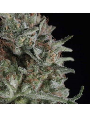 Trikoma Seeds - Critical Plus Femminizzata - 5 Semi