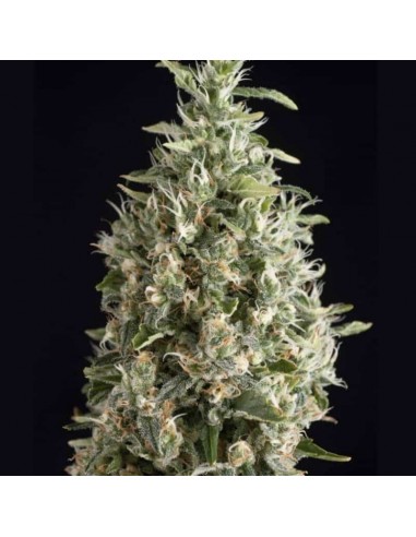 Trikoma Seeds - Malquerida Femminizzata - 5 Semi