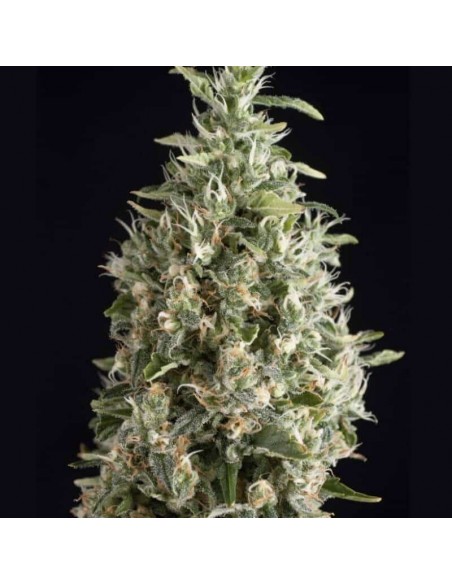 Trikoma Seeds - Malquerida Femminizzata - 5 Semi Trikoma Seeds - Malquerida Femminizzata - 5 Semi