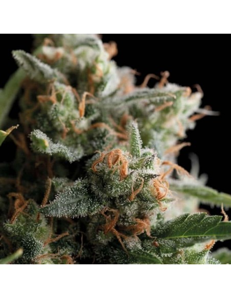 Trikoma Seeds - Satan's Bride Femminizzata - 5 Semi