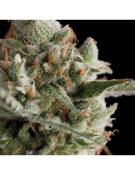 Trikoma Seeds - Super Cheese (aka Total Cheese) Femminizzata - 5 Semi Trikoma Seeds - Super Cheese (aka Total Cheese) Femminizzata - 5 Semi