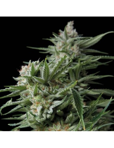 Trikoma Seeds - Sweet Madness Femminizzata - 5 Semi