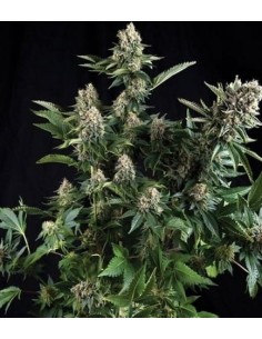 Trikoma Seeds - White Widow Femminizzata - 5 Semi