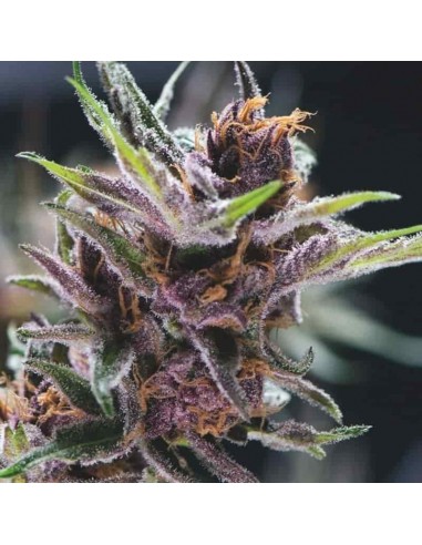 Pyramid Seeds - Usa Strain - Black Cherry Punch Femminizzata - 3 Semi + 1 Gratis