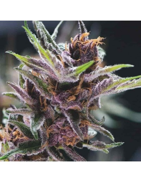 Pyramid Seeds - Usa Strain - Black Cherry Punch Femminizzata - 5 Semi + 2 Gratis