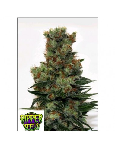 RIPPER SEEDS - BADAZZ - 1 SEME FEMM