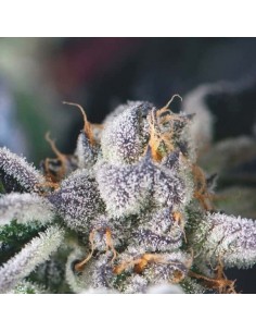 Pyramid Seeds - Usa Strain - Cookies USA Femminizzata - 5 Semi + 2 Gratis