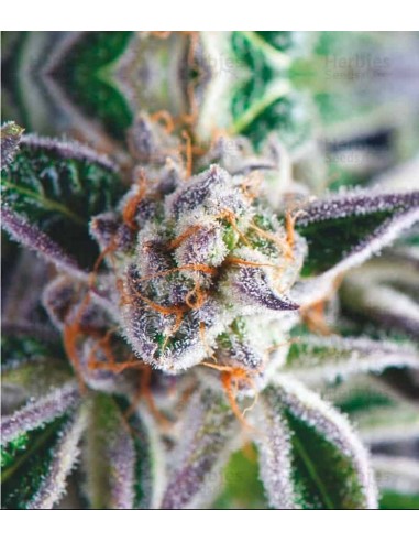 Pyramid Seeds - Usa Strain - Do-Si-Dos Femminizzata - 3 Semi + 1 Gratis