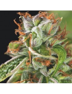 Pyramid Seeds - Usa Strain - Double OG Haze Femminizzata - 5 Semi + 2 Gratis