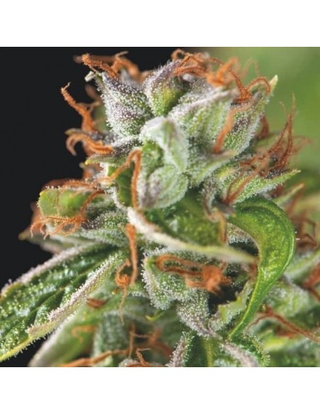 Pyramid Seeds - Usa Strain - Double OG Haze Femminizzata - 5 Semi + 2 Gratis