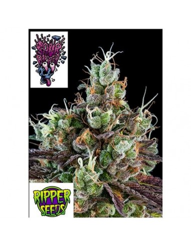 RIPPER SEEDS - SOUR RIPPER  - 1 SEME FEM