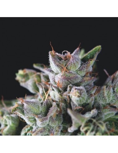 Pyramid Seeds - Usa Strain - Gorila Femminizzata - 3 Semi + 1 Gratis