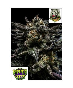 Ripper Seeds - Zombie Kush - 1 seme