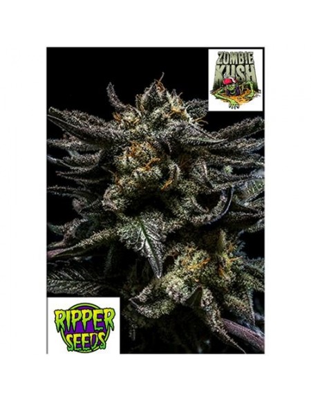 Ripper Seeds - Zombie Kush - 1 seme