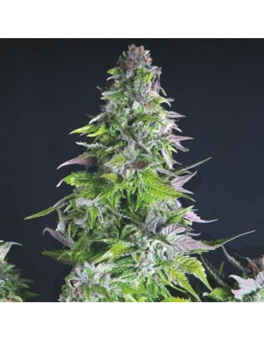 Pyramid Seeds - Usa Strains - Romulan Femminizzata - 3 Semi + 1 Gratis