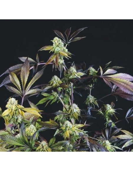 Pyramid Seeds - Usa Strains - Sunset Sherbet Femminizzata - 3 Semi + 1 Gratis