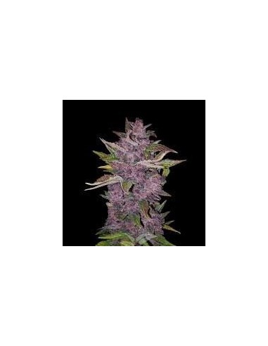 White Label - Redux Series - Purple Bud Automatic - 3 Semi