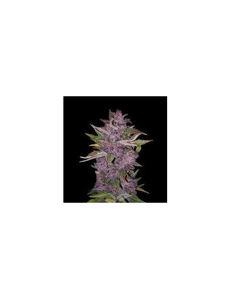 White Label - Redux Series - Purple Bud Automatic - 5 Semi