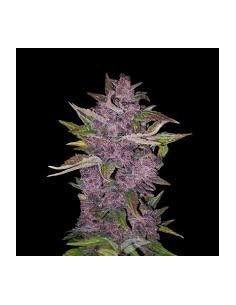 White Label - Redux Series - Purple Bud Automatic - 10 Semi