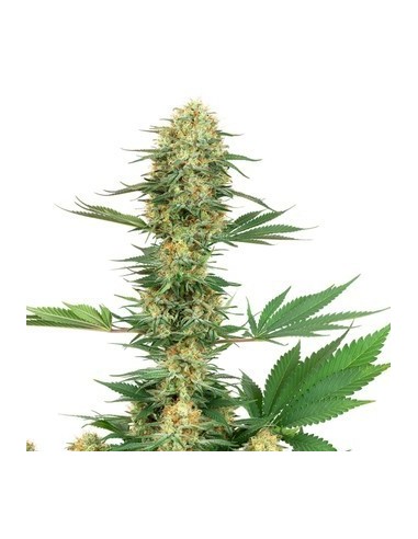 White Label - Banana Kush Femminizzata - 1 Seme