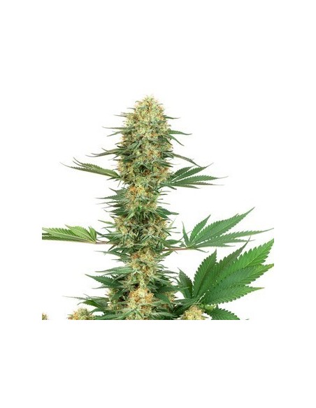 White Label - Banana Kush Femminizzata - 3 Semi