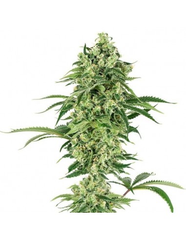 White Label - Usa Strains - Double Banana Kush Femminizzata - 1 Seme