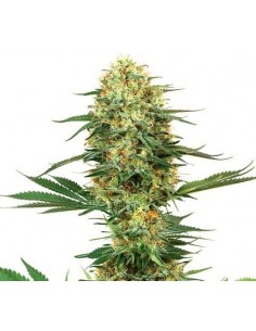 White Label - Usa Strains - Gelato 420 Femminizzata - 10 Semi