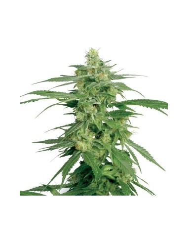 White Label - Usa Strains - Guava Jelly Femminizzata - 3 Seme