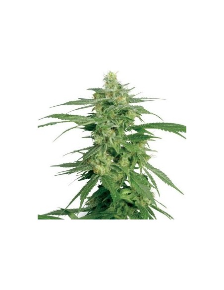 White Label - Usa Strains - Guava Jelly Femminizzata - 3 Seme