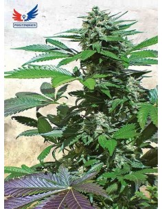 Positronics - Blue Rhino - 3 semi