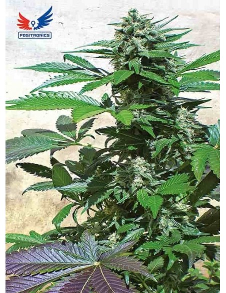 Positronics - Blue Rhino - 3 semi