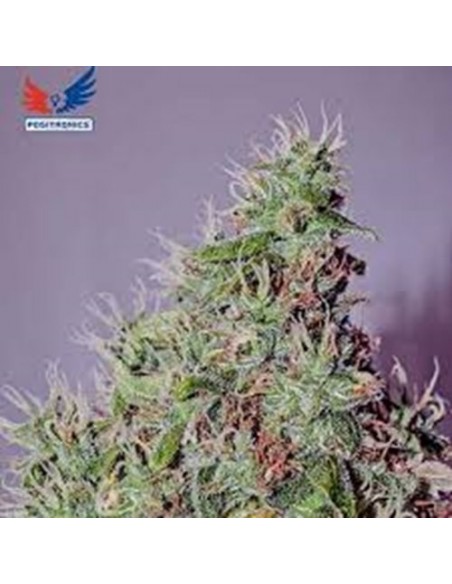 Positronics - Amnesia Mistery - 3 semi