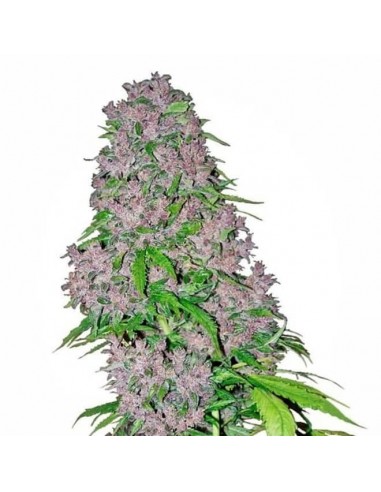 White Label - Purple Bud Femminizzata - 3 Semi