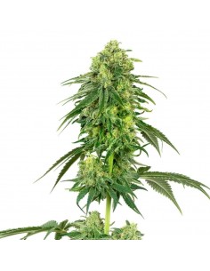 White Label - Usa Strains - Strawberry Kush Femminizzata - 3 Semi