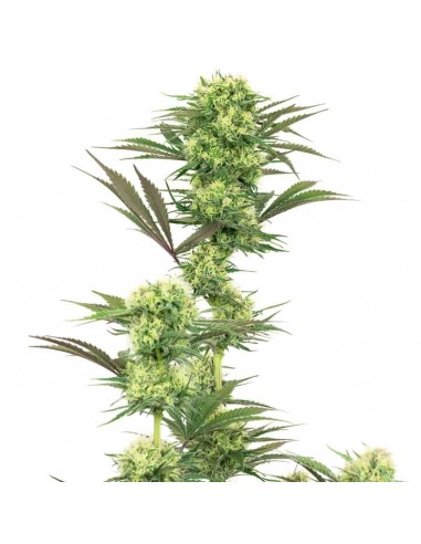 White Label - Usa Strains - Wedding Cheesecake Femminizzata - 1 Seme