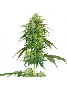 White Label - Usa Strains -White Gorilla Haze Femminizzata - 1 Seme