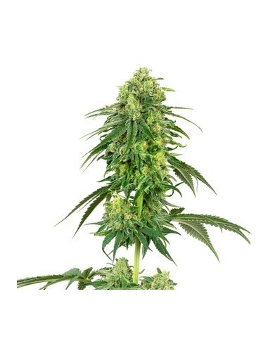 White Label - Usa Strains -White Gorilla Haze Femminizzata - 1 Seme