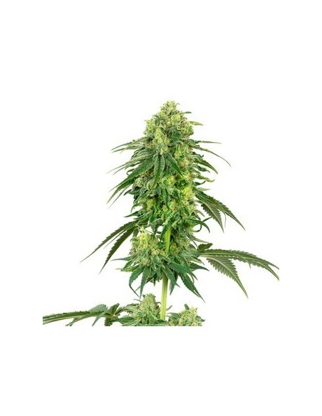 White Label - Usa Strains -White Gorilla Haze Femminizzata - 1 Seme