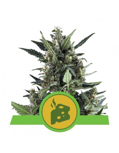 Royal Queen Seeds - Blue Cheese Automatic - 5 Semi