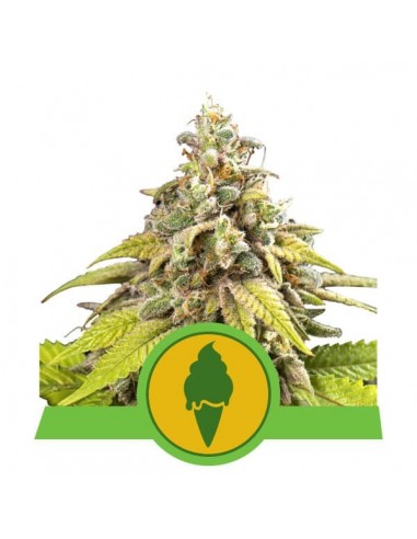 Royal Queen Seeds - Green Gelato Automatic - Usa Premium - 5 Semi