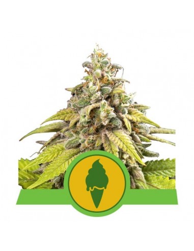 Royal Queen Seeds - Green Gelato Automatic - Usa Premium - 5 Semi