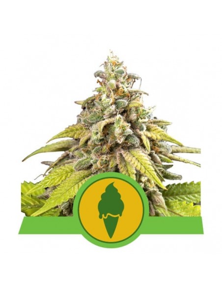 Royal Queen Seeds - Green Gelato Automatic - Usa Premium - 5 Semi