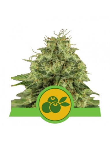 Royal Queen Seeds - Haze Berry Automatic - 10 Semi