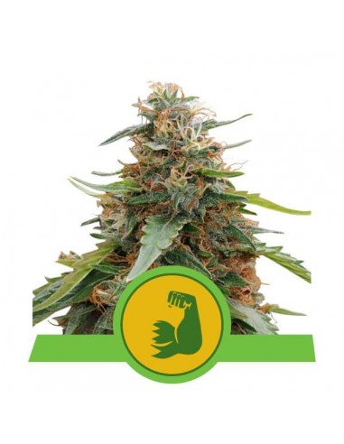Royal Queen Seeds - HulkBerry Automatic - USA Premium - 3 Semi