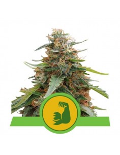 Royal Queen Seeds - HulkBerry Automatic - USA Premium - 5 Semi