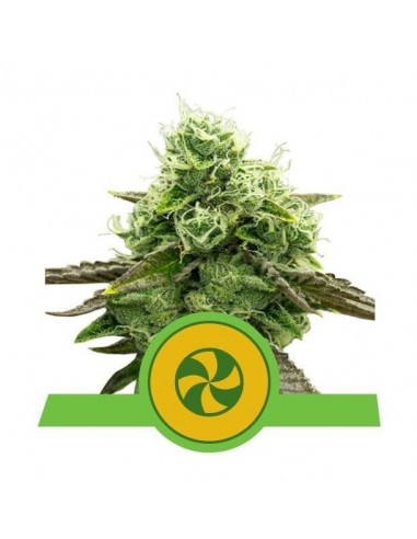 Royal Queen Seeds - Triple G - Automatic - Usa Premium - 3 Semi